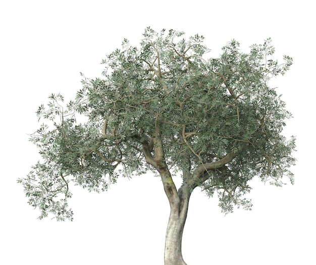 Photo 3d olive tree isolated