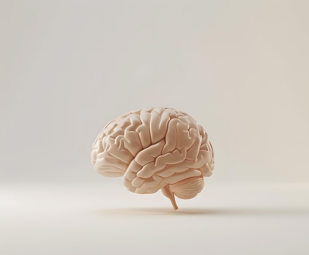 3d Realistic Human brain on a white Background