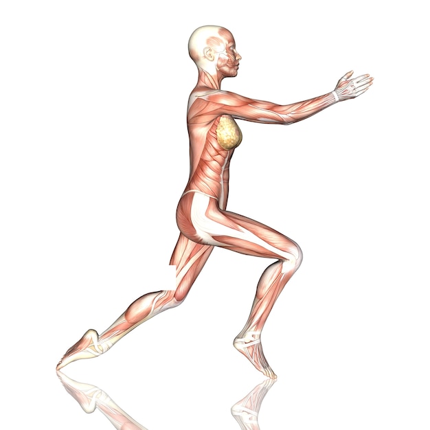 3D render of a female figure with muscle map in yoga pose