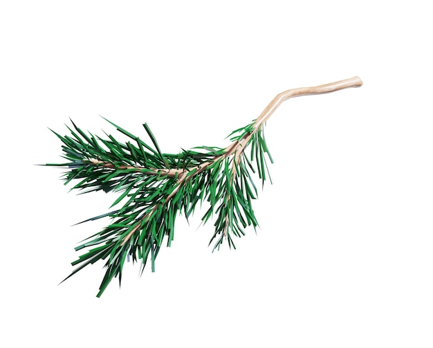 3d render green Christmas tree evergreen spruce twigs seasonal natural clip art isolated on white background