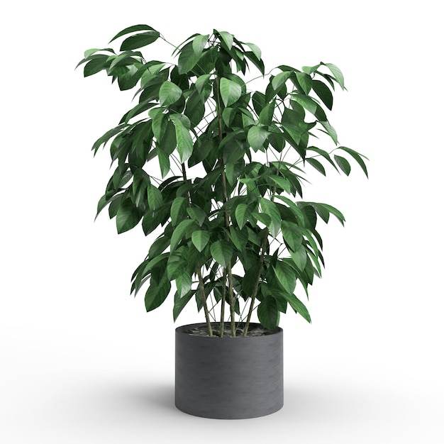 Photo 3d render green plant isolated in white bacground