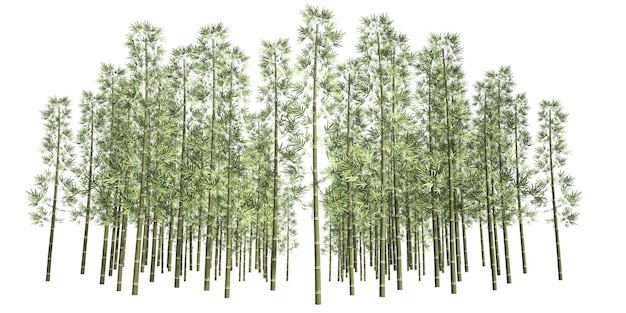 Illustrazione di rendering 3d foresta di bambù isolata su uno sfondo bianco