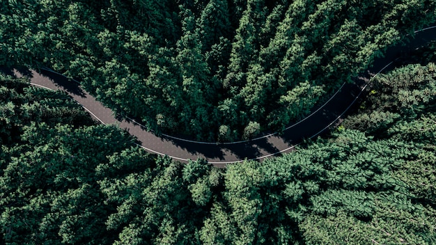 緑の森と道路の空撮の 3 d レンダリング イメージ