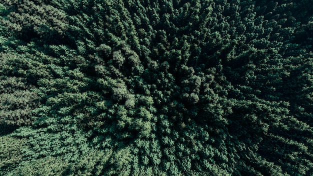 3d render image of aerial view of green forest