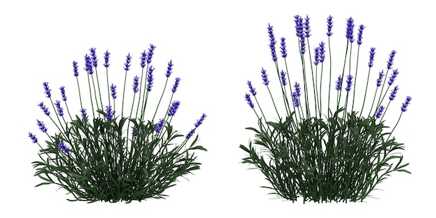 3d render lavender flower bush isolated on white background