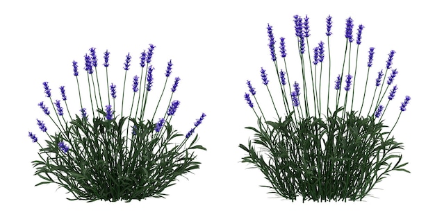 3D Render lavender flower bush isolated on white background