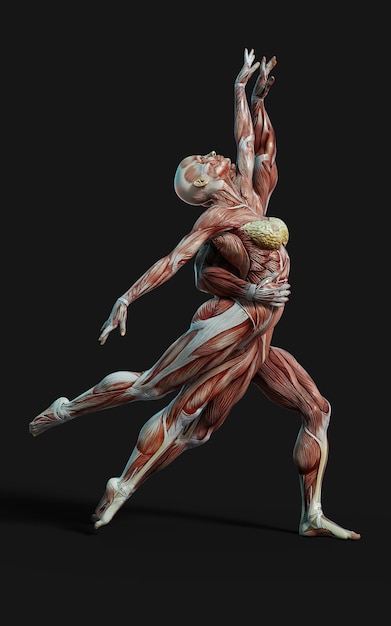 3d render of male and female figures pose with skin and muscle\
map on dark background