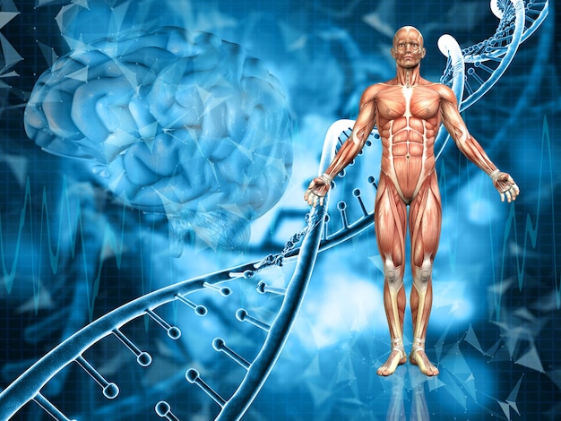 남성 그림, DNA 가닥과 뇌와 의료 배경의 3D 렌더링