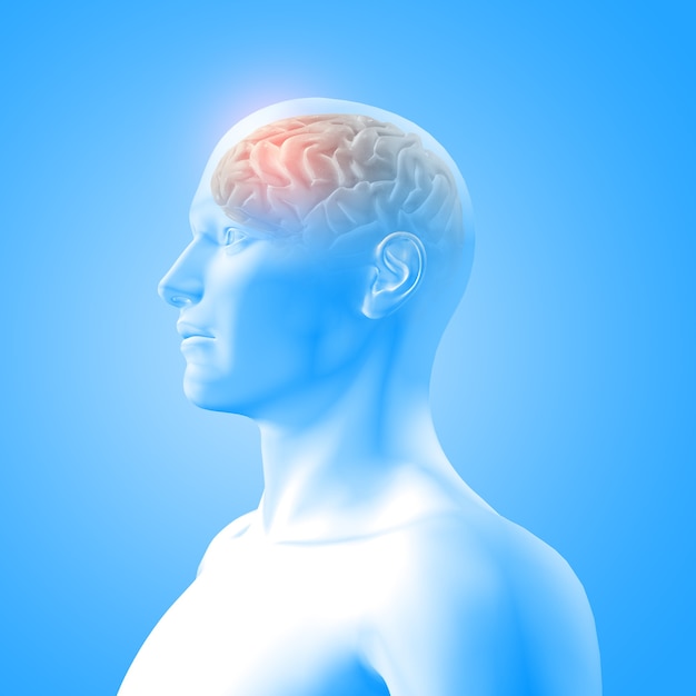 前頭葉が強調表示された男性の姿の脳を示す医用画像の3Dレンダリング