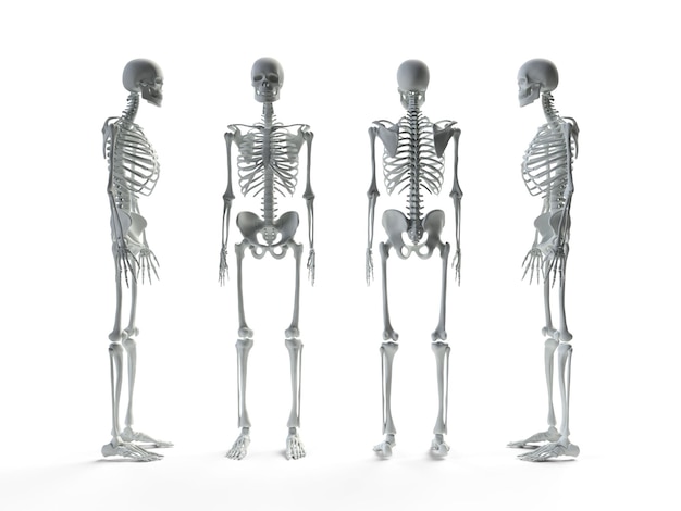 Foto 3d render skelet in vier hoeken medische diagramstructuur van het skelet