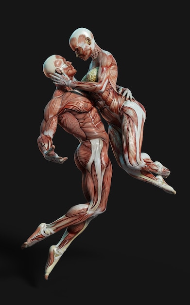 3D render van mannelijke en vrouwelijke figuren poseren met huid- en spierkaart op donkere achtergrond