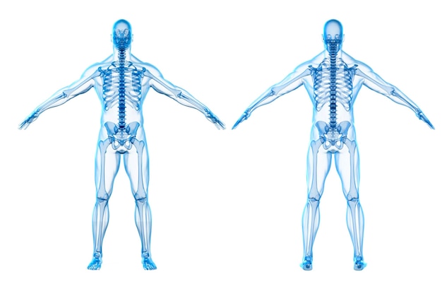 3D render van menselijk lichaam en skelet