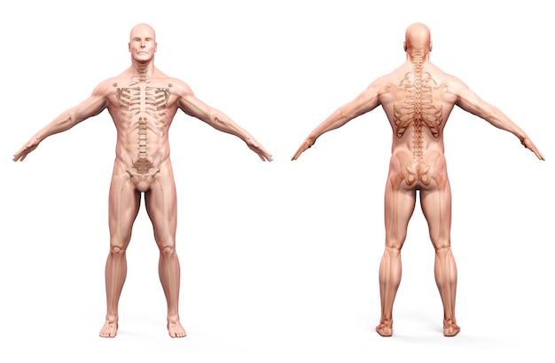 3D render van menselijk lichaam en skelet