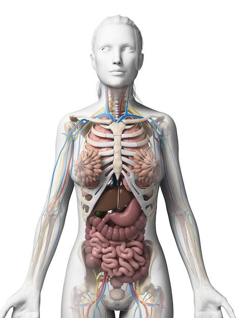 Foto illustrazione 3d dell'anatomia femminile