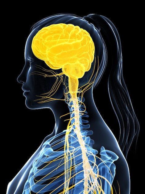 Foto illustrazione 3d del sistema nervoso femminile