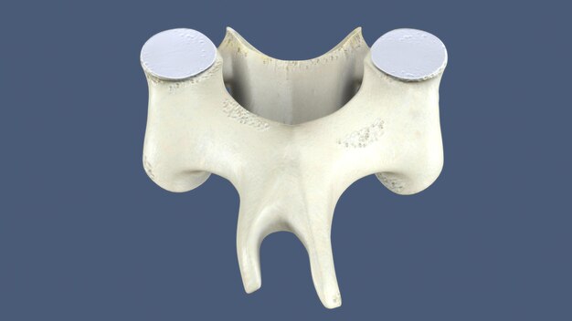 3D レンダリング 脊椎の部分