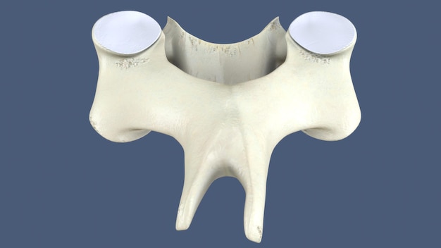3D レンダリング 脊椎の部分