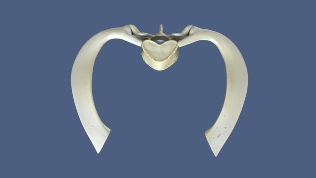 3D レンダリング 脊椎の部分