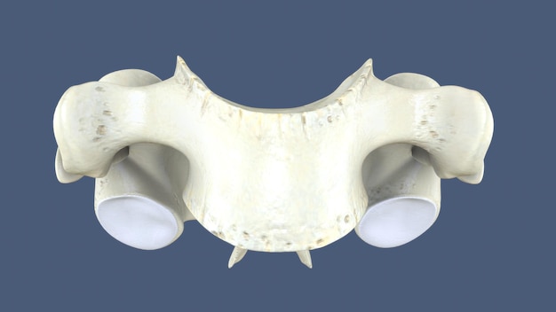 3D-илюстрация части человеческого позвоночника