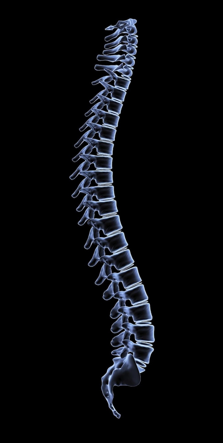 Photo 3d rendered medical illustration of a human spine in lateral view