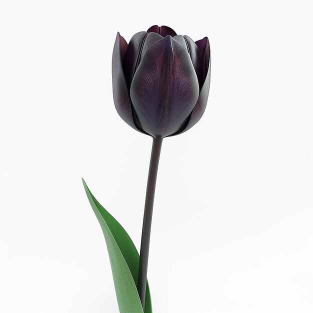 Photo 3d rendered photos of slightly tilted downward 1d one blooming tulip simple style plain background