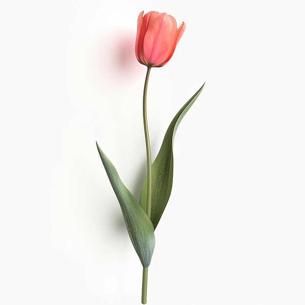Photo 3d rendered photos of slightly tilted downward 1d one blooming tulip simple style plain background