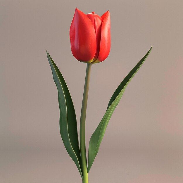 3d rendered photos of slightly tilted downward 1d One blooming tulip simple style plain background