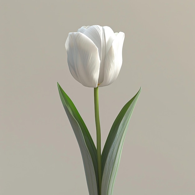 3d rendered photos of slightly tilted downward 1d One blooming tulip simple style plain background