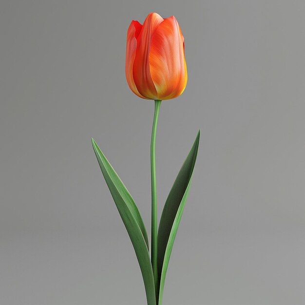 3d rendered photos of slightly tilted downward 1d One blooming tulip simple style plain background