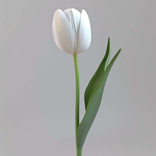 3d rendered photos of slightly tilted downward 1d One blooming tulip simple style plain background