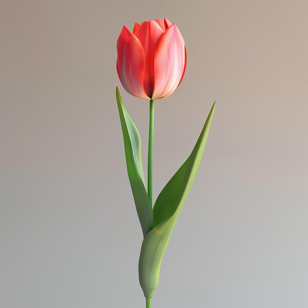 3d rendered photos of slightly tilted downward 1d One blooming tulip simple style plain background