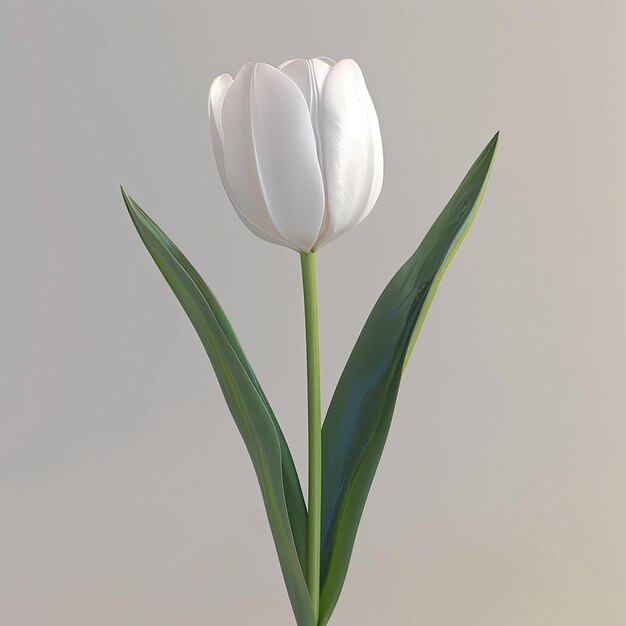 3d rendered photos of slightly tilted downward 1d One blooming tulip simple style plain background
