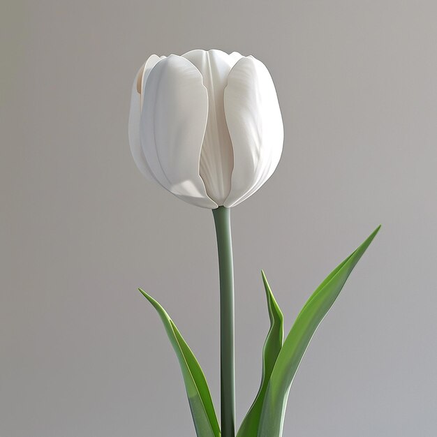 3d rendered photos of slightly tilted downward 1d One blooming tulip simple style plain background