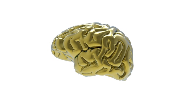 3d rendering of Brain on white background