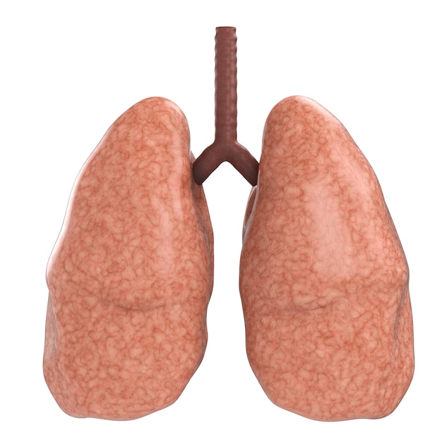 3d rendering good lungs isolated on white