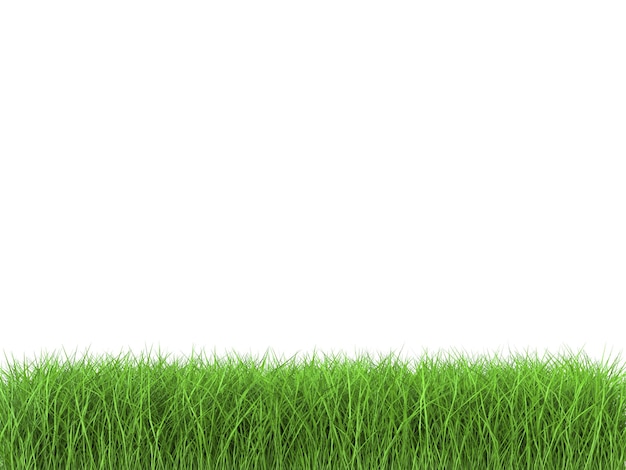 3d rendering green grass on white background