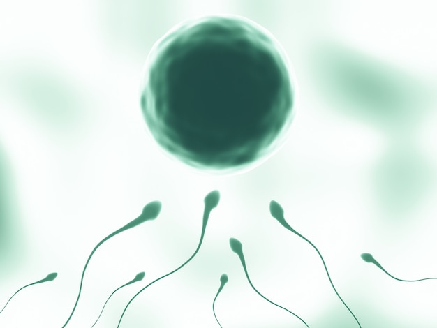 3D rendering. Green  sperm and egg cell.