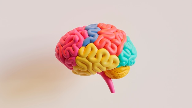 人間の脳の 3 d レンダリング