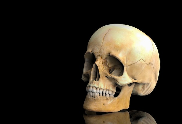 Foto rendering 3d. un osso del cranio testa umana con la riflessione sul nero.
