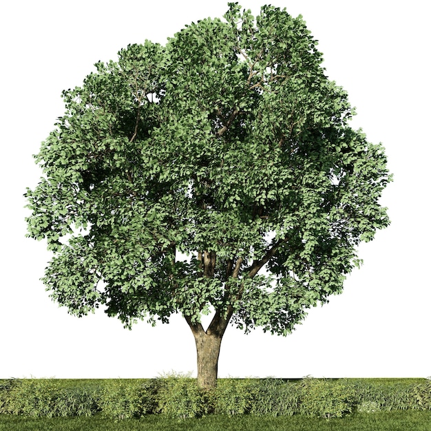 3d rendering illustration tree isolate on white background include clipping path