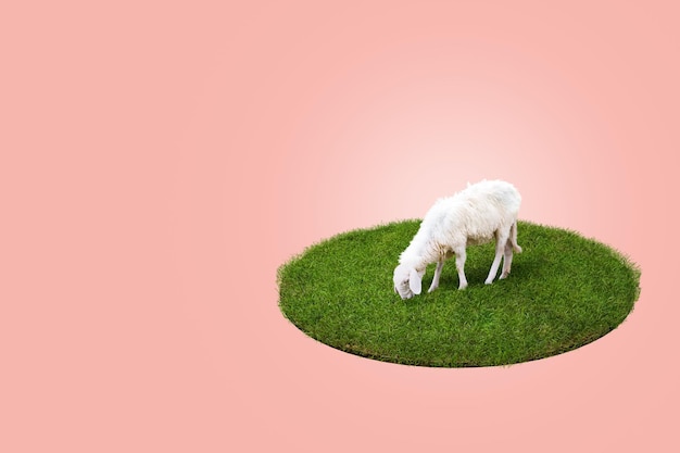 3D-rendering Jonge witte schapen die groen gras eten op het veld Oranje achtergrond Eid Adha Concept