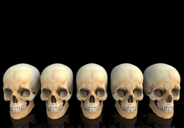 3d rendering. old  human head skull bone row with reflection on black .