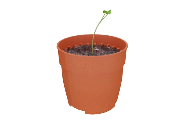 3D-rendering oranje pot met kleine plant