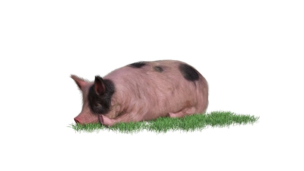 색 배경에 돼지의 3D 렌더링