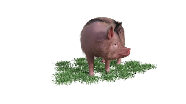 3d rendering of pig on white background