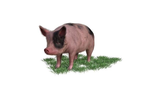 3d rendering of pig on white background