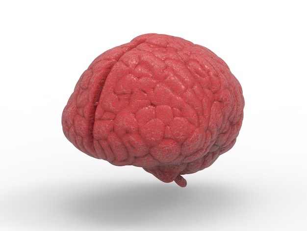Foto 3d rendering cervello rosso su sfondo bianco