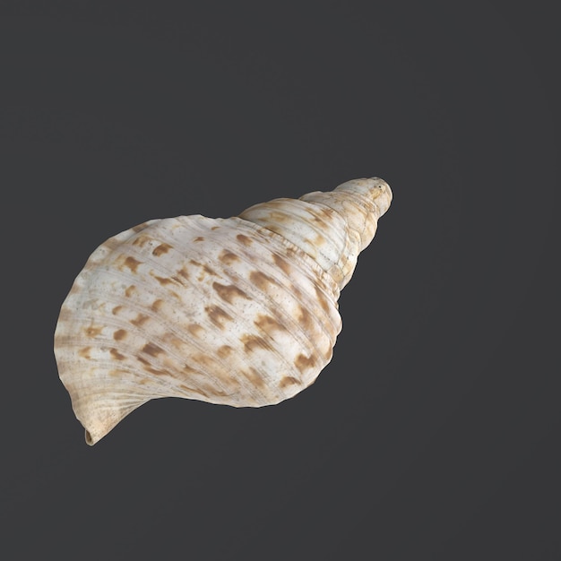 3d Rendering Of Sea Shell