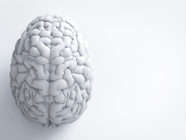 3d rendering white human brain on white background