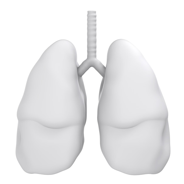 Photo 3d rendering white lungs isolated on white